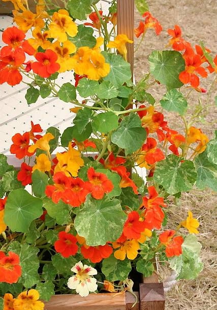 NASTURCJA(Tropaeolum majus) tworzy kwiaty w ognistych barwach. Pędy u odmian karłowych mają długość 30-50 cm, u pnących dorastają do 3 m. Siew: wprost do skrzynek w kwietniu lub w maju.