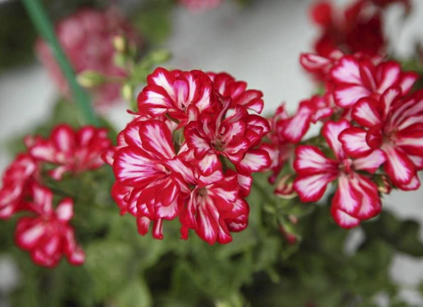 26.06.2009 ZABORZE K/KOSWIECIMIA PLANTPOL - FIRMA PRODUCENT ROSLIN - DZIEN OTWARTY ZDJECIA DLA : OGRODY , KWIETNIK N/Z PELARGONIUM PELTATUM GLOBAL STARS AND STRIPES FOT. MICHAL MUTOR / AGENCJA GAZETA