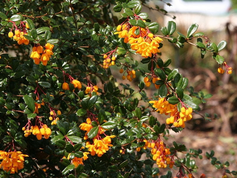 berberys Darwina  Berberis darwinii  ma zolte lub Encyklopedia roślin: berberys Darwina  Berberis darwinii  ma zolte lub