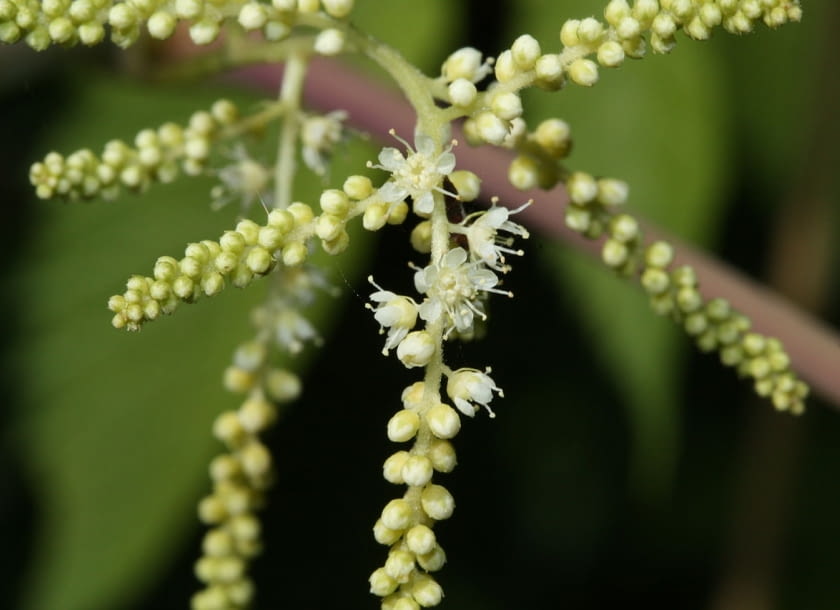 Encyklopedia roślin: Aruncus dioicus