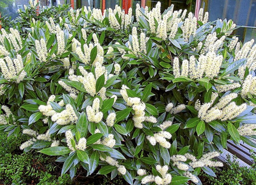 Oryginalne krzewy kwitnące w maju. Laurowiśnia wschodnia (Prunus laurocerasus) 18.05.2005 WARSZAWA LAUROWISNIA WSCHODNIA PRUNUS LAUROCERASUS KRZEW LISCIASTY KOLOR BIALY WIOSNA FOT. ZIEMOWIT WARDECKI DVD006 PUBLIKACJA KWIETNIK NR 2 (146) - 2 2007 KONTAKT DO AUTORA ZDJEC POD NR TEL.: 505064522 SLOWA KLUCZOWE: ROSLINY KWIATY ZDJĘCIE DO WKŁADKI: PUBLIKACJA KWIETNIK NR 2 (146) - CZASOPISMA