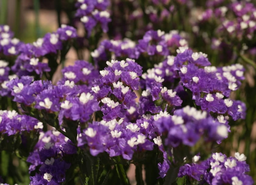 zatrwian wrębny zatrwian wrębny