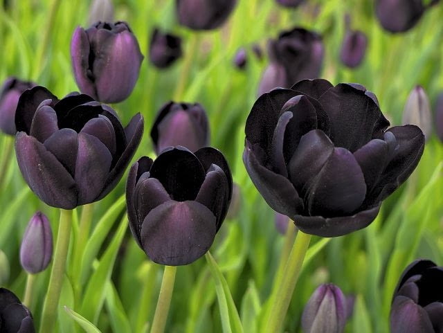 Tulipan 'Black Diamond' warto posadzić go na jasnych rabatach.