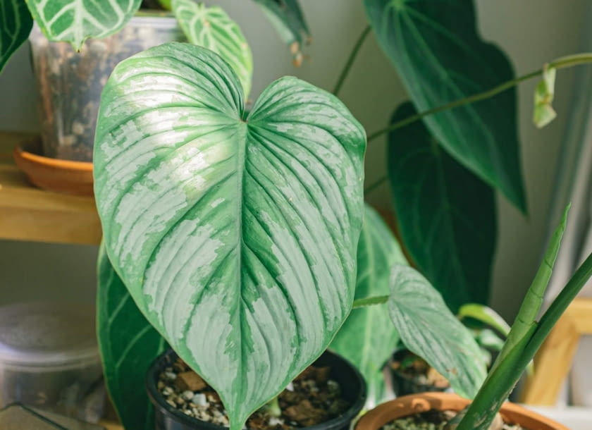 Monstera Siltepecana Monstera Siltepecana
