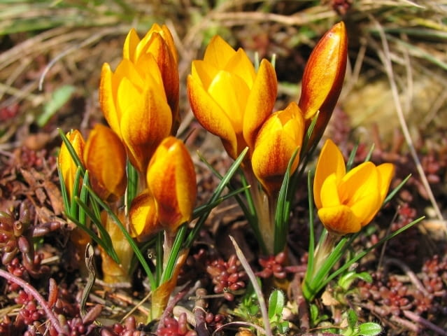 Krokus (Crocus). Kwiaty cebulowe