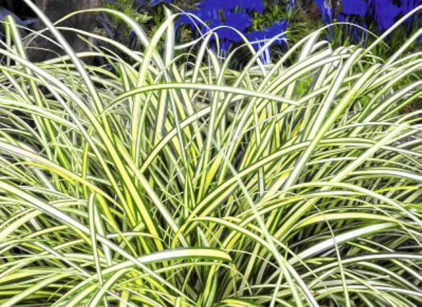 trawy ozdobne, turzyca