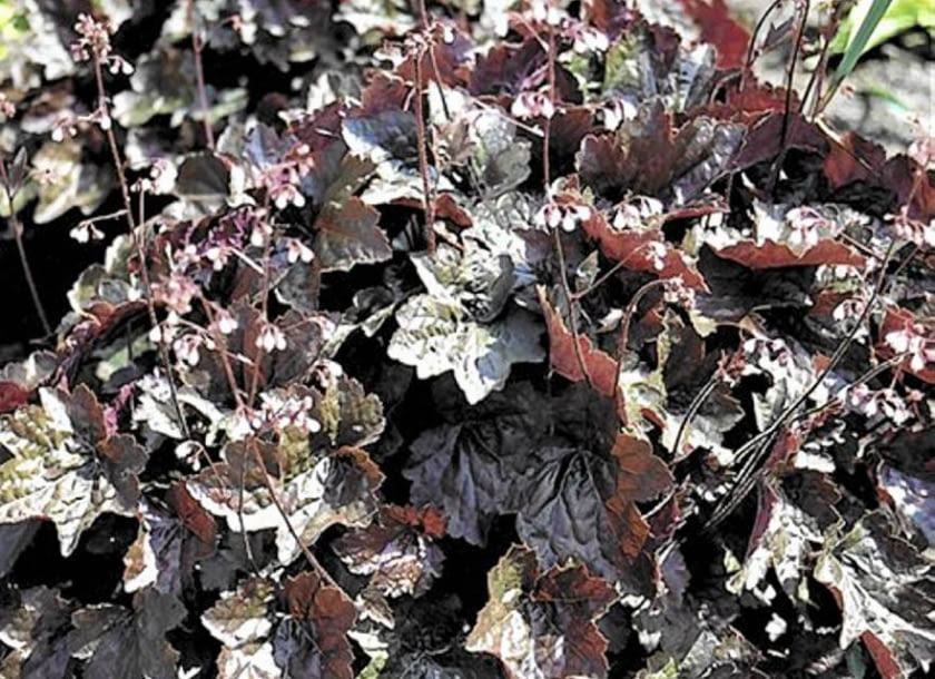 ONE TIME USE ONLY DO JEDNORAZOWEGO UZYCIA BYLINA ZURAWKA DROBNOKWIATOWA HEUCHERA MICRANTHA ODMIANA PALACE PURPLE FOT. AGNIESZKA WASZAK PUBLIKACJA KWIETNIK NR 7 (115) - 7.2004 SLOWA KLUCZOWE: ROSLINY KWIATY