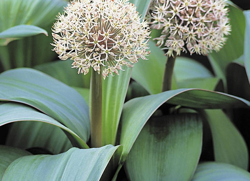 Czosnek karatawski (Allium karataviense)