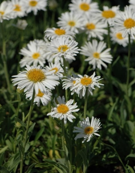 Encyklopedia roślin: Aster alpejski  Albus  ma biale kwiaty