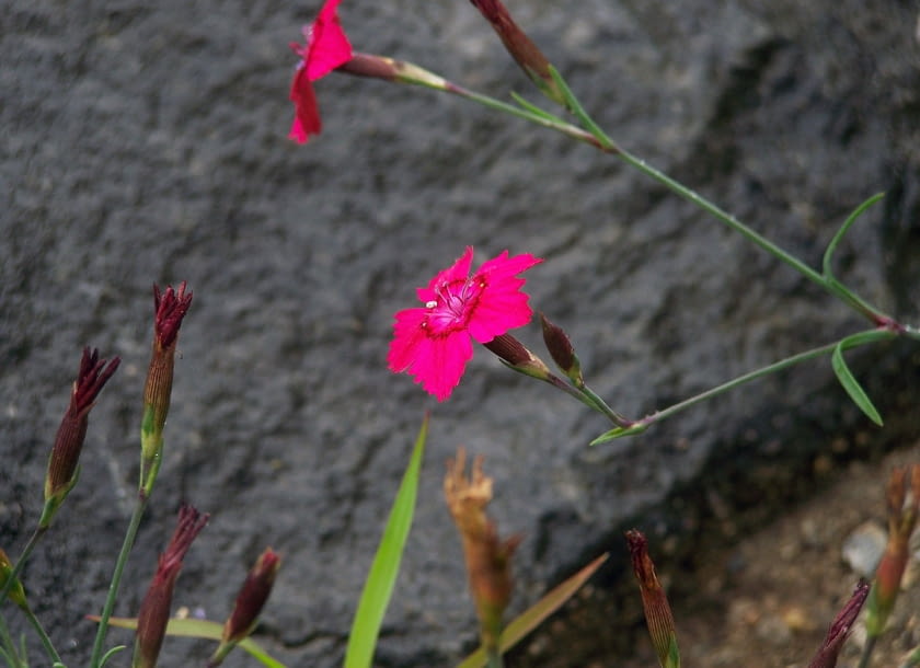 Encyklopedia roślin: Gozdzik kropkowany  Dianthus deltoides