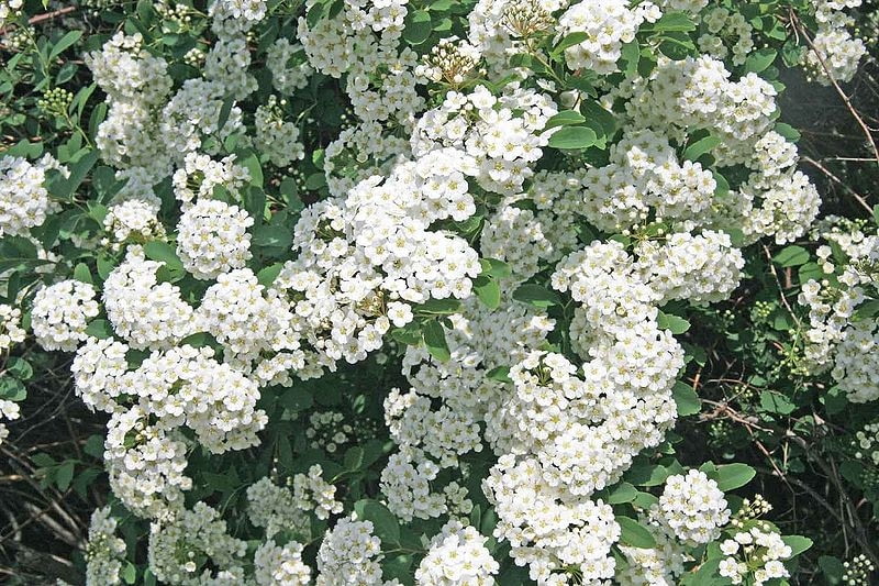 Tawula van Houtte a  Spiraea vanhouttei Encyklopedia roślin: Tawula van Houtte a  Spiraea vanhouttei