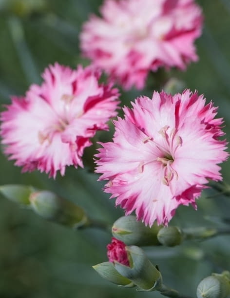Gozdzik ogrodowy Dianthus caryophyllus Grenadin Encyklopedia roślin: Gozdzik ogrodowy Dianthus caryophyllus Grenadin