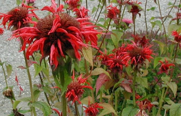 Pysznoglowka dwoista Monarda didyma Encyklopedia roślin: Pysznoglowka dwoista Monarda didyma