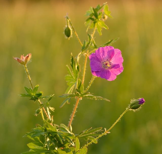 Encyklopedia roślin: Geranium sanguineum