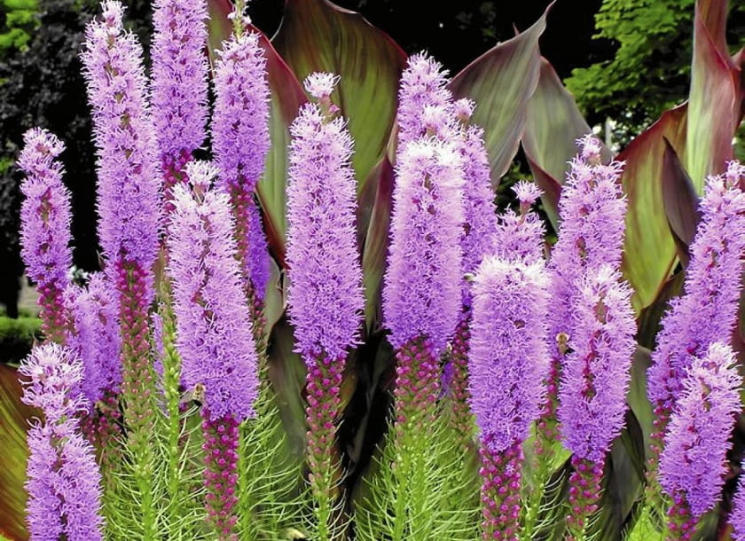 Liatra kłosowa (Liatris spicata) Liatra kłosowa (Liatris spicata)