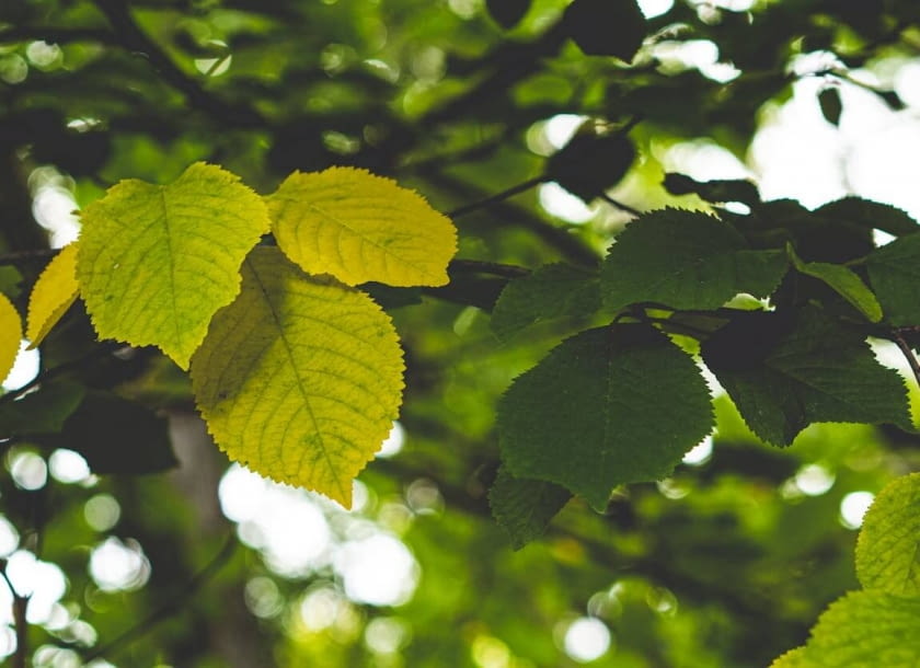 wiąz górski wiąz górski