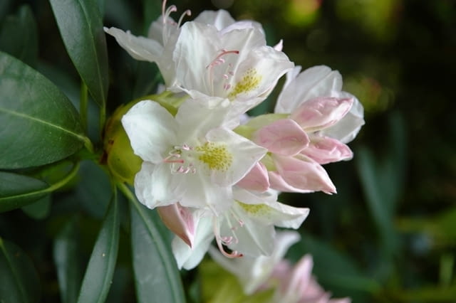 Różanecznik 'Album Novum'