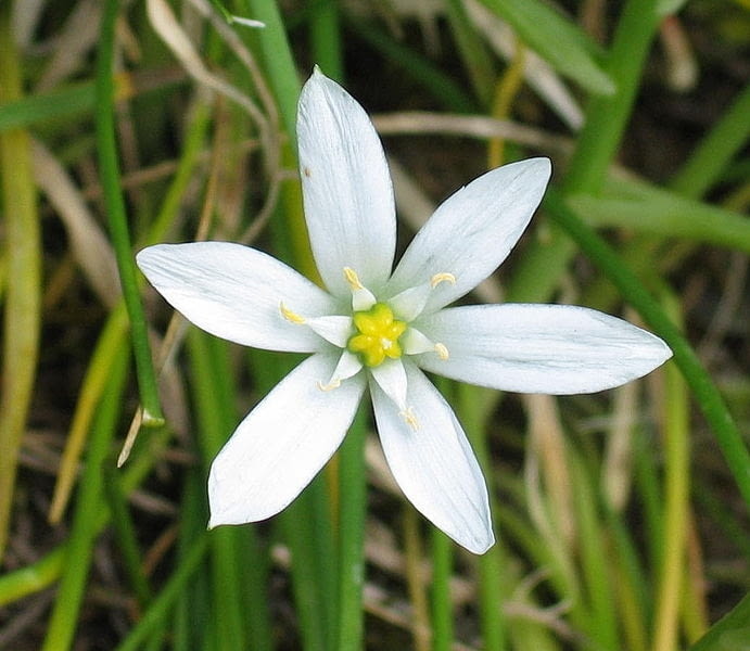 Encyklopedia roślin: Sniedek baldaszkowaty  Ornithogalum umbellatum   M