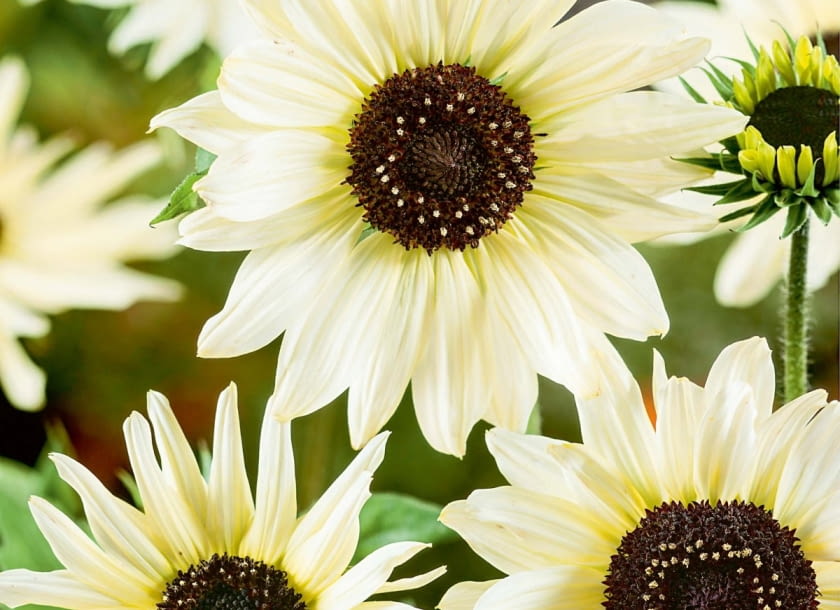 'Italian White'. Pęd rozgałęziony o wysokości 90-120cm. Helianthus annuus Italian White