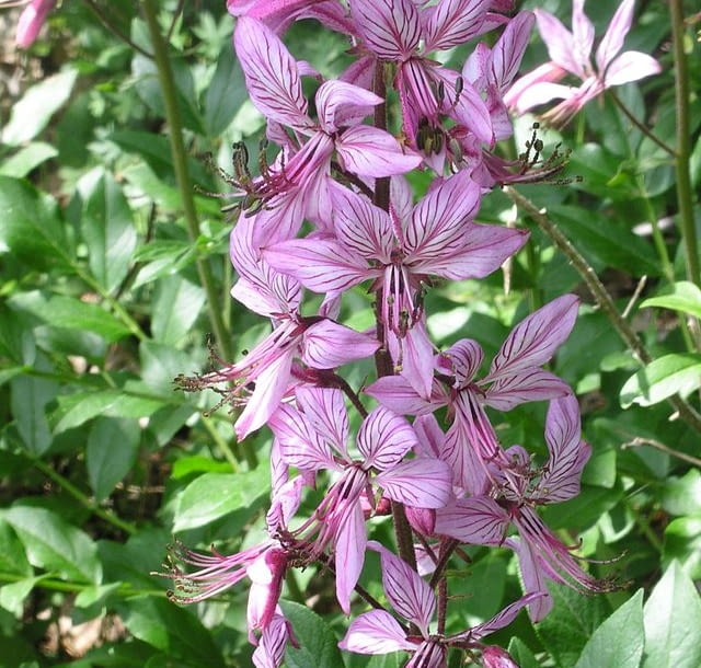 Encyklopedia roślin: Dictamnus albus