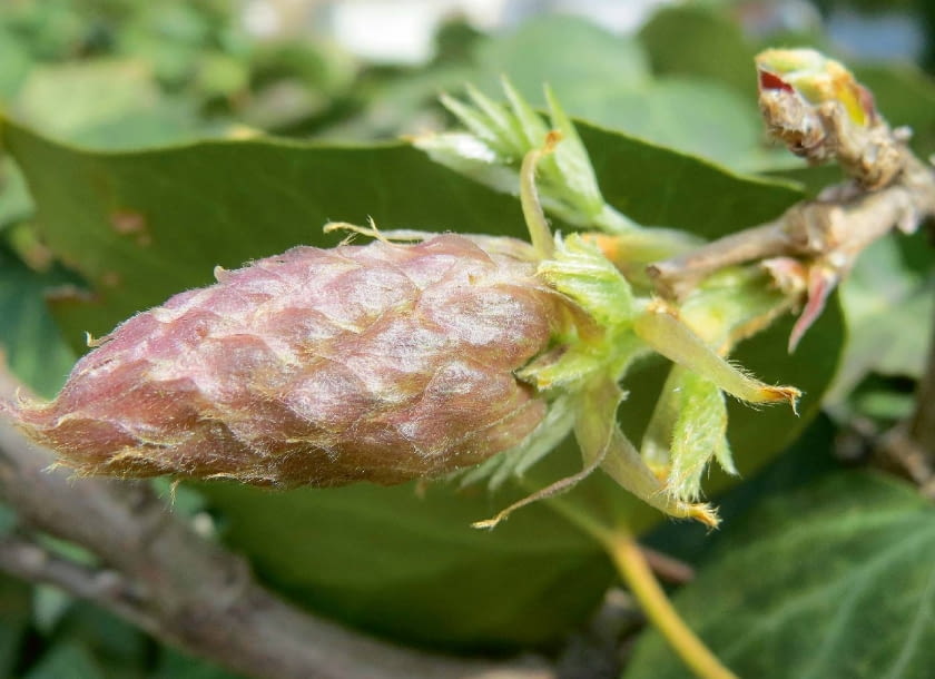 Trzeba mieć na uwadze, że młode kwiatostany mogą zostać uszkodzone przez późne wiosenne przymrozki.
