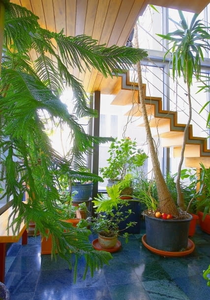 Oranżeria przy domu na warszawskim Żoliborzu zajmuje aż dwie kondygnacje. Na pierwszym planie araukaria i olbrzymia juka. Oranżeria przy domu na warszawskim Żoliborzu zajmuje aż dwie kondygnacje. Na pierwszym planie araukaria i olbrzymia juka.