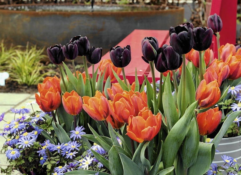 SLOWA KLUCZOWE: Anemone blanda Tulipa Floriade 2012