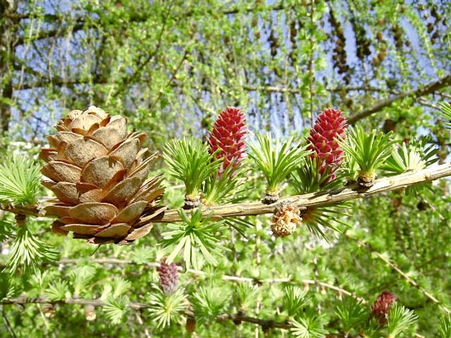 Modrzew europejski (Larix decidua). Jego szyszki mają 2-4 cm długości i otwierają się na wiosnę następnego roku, kiedy na pędach pojawiają się już nowe igły i purpurowe kwiaty żeńskie