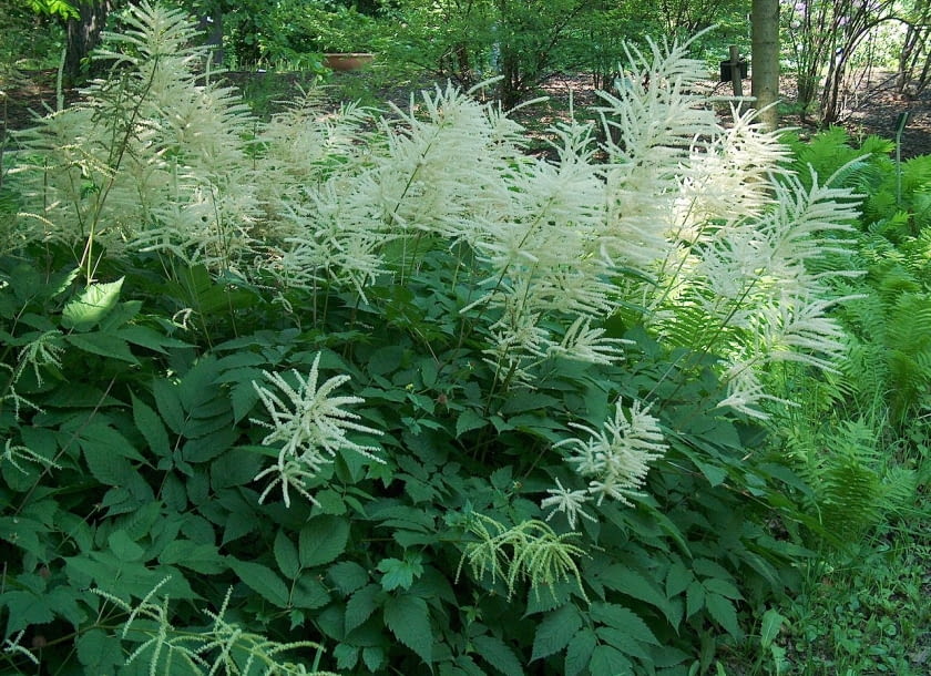 Encyklopedia roślin: Aruncus dioicus