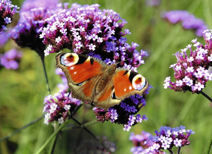 Kwiatki mają 3 mm średnicy i zwykle fioletoworóżowy odcień.