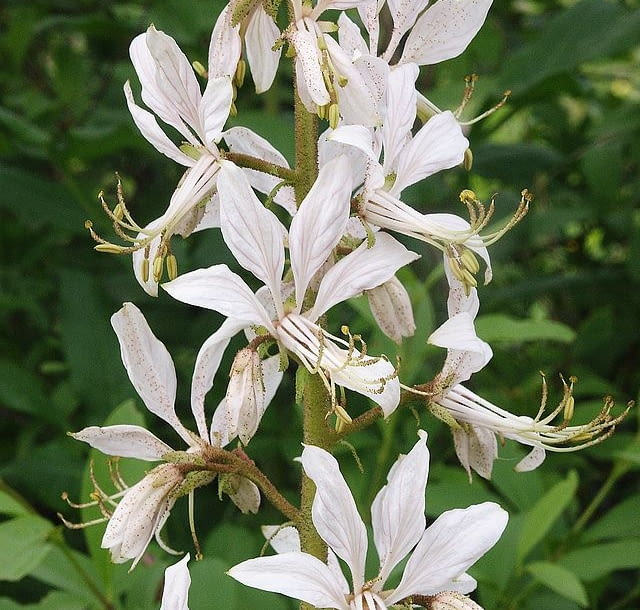 Encyklopedia roślin: Dictamnus albus