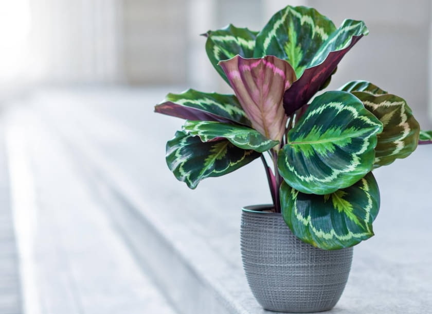 Calathea roseopicta Calathea roseopicta