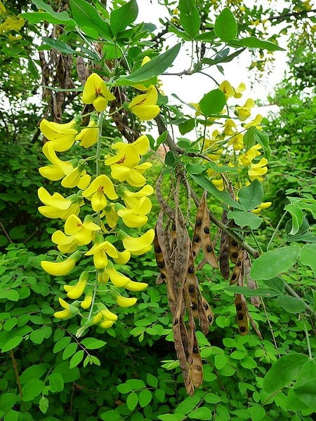 Zlotokap pospolity Laburnum anagyroides synonim Encyklopedia roślin: Zlotokap pospolity Laburnum anagyroides synonim