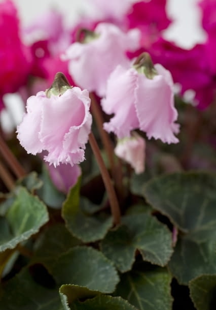 Cyklameny - kwiaty doniczkowe kwitnące jesienią. Różowe kwiaty