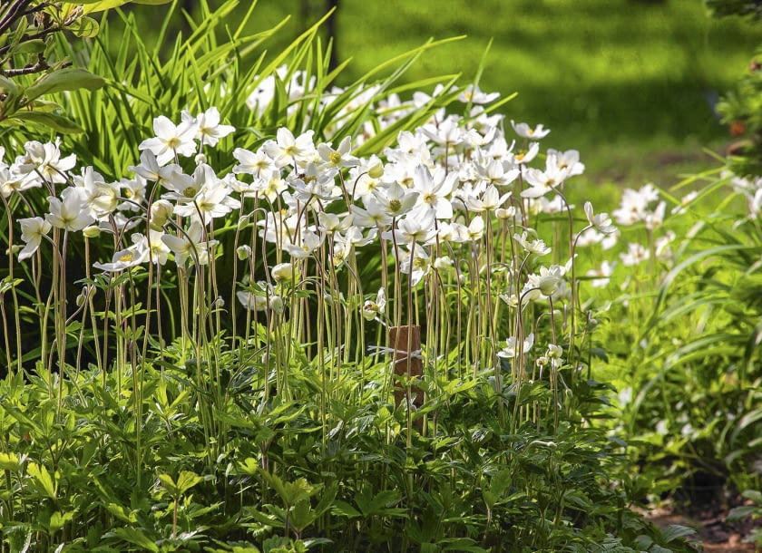 SLOWA KLUCZOWE: Anemone_sylvestris zawilec_wielkokwiatowy