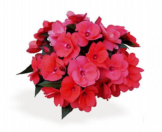 Niecierpek nowogwinejski Delias improved Encyklopedia roślin: Niecierpek nowogwinejski Delias improved