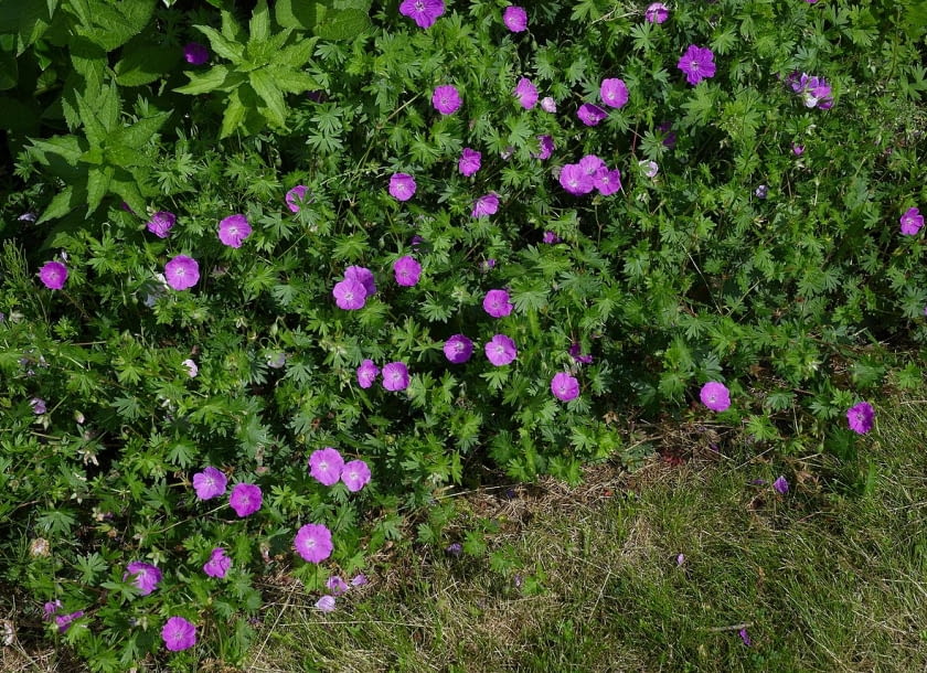 Encyklopedia roślin: Geranium sanguineum
