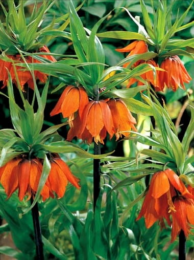 Szachownica Aurora. Szachownica cesarska. Kwiaty cebulowe