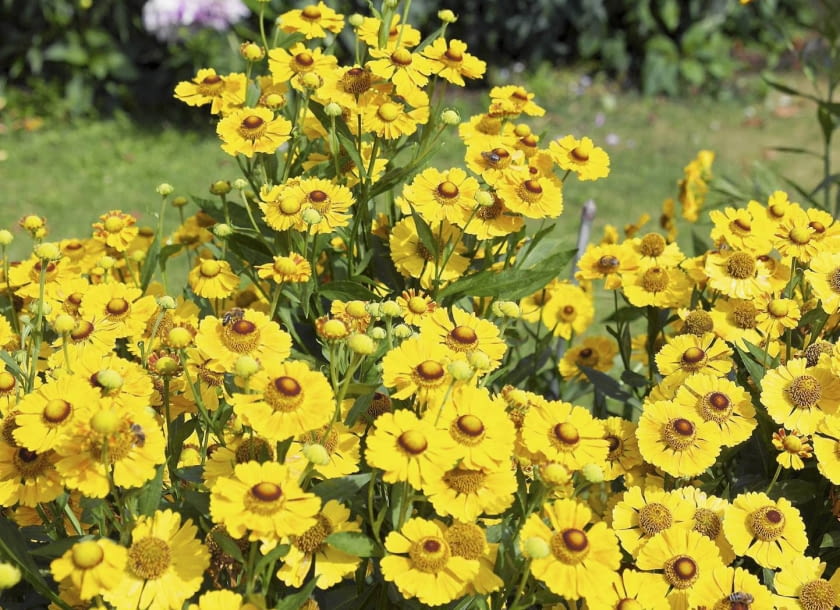 Dzielżan jesienny (Helenium autumnale) 'Wonadonga'