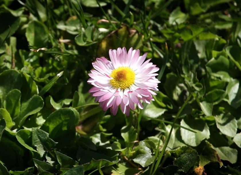 Encyklopedia roślin: Stokrotka pospolita  Bellis perennis