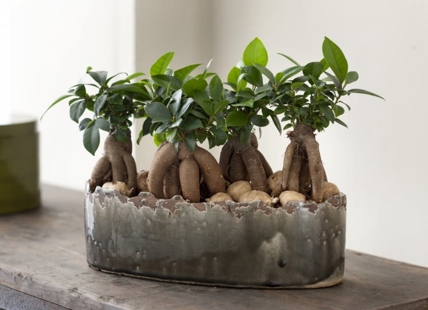 Encyklopedia roślin: Figowiec tepy  Ficus retusa