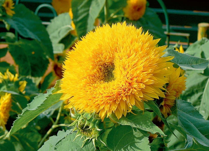 'Honey Bear'. Pęd pojedynczy o wysokości 60-90 cm. 'Honey Bear'. Pęd pojedynczy o wysokości 60-90 cm.