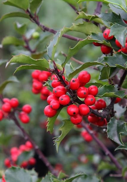 Mieszańcowy zimozielony ostrokrzew Meservy łączy urodę z mrozoodpornością