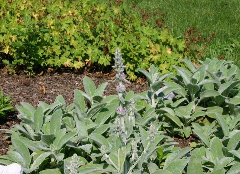 Encyklopedia roślin: Stachys byzantina