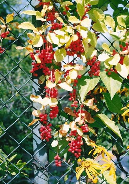 Cytryniec chiński Cytryniec chiński