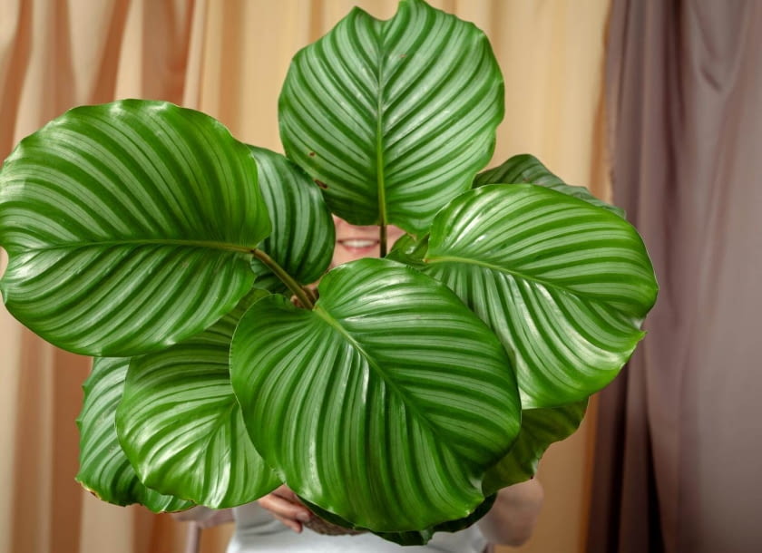 Calathea orbifolia