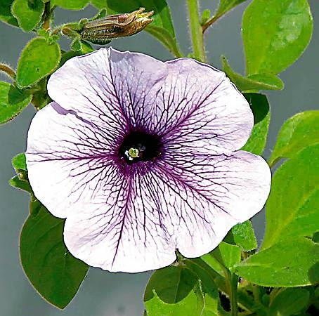 31.05.2003 WARSZAWA ROSLINY BALKONOWE JEDNOROCZNE KWIATY SURFINIA PACHNACE KWIATY ZBLIZENIE FOT PAWEL SLOMCZYNSKI / AGENCJA GAZETA