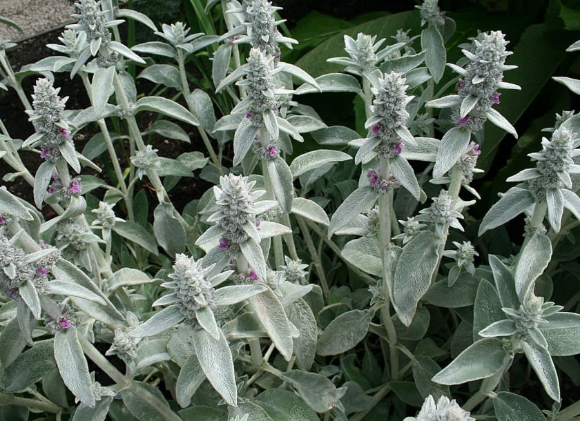 Encyklopedia roślin: Stachys byzantina