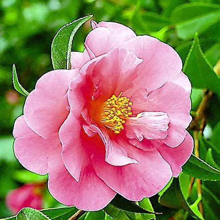 21.01.2003 WARSZAWA OGROD BOTANICZNY PAN POWSIN SZKLARNIA KRZEWY KWIATY KAMELIA JAPONSKA CAMELLIA JAPONICA THEACEAE ODMIANA VALLEY KNUDSEN FOT. PAWEL SLOMCZYNSKI / AGENCJA GAZETA