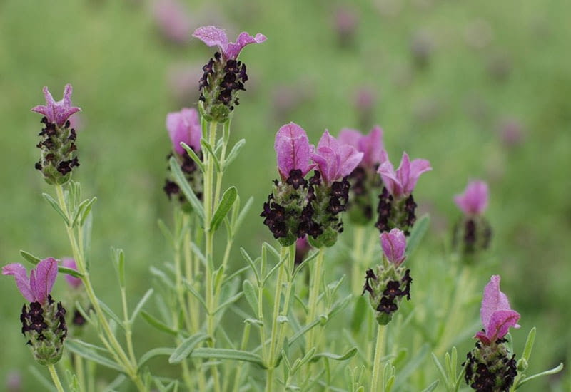 Encyklopedia roślin: Lawenda francuska Bella Purple